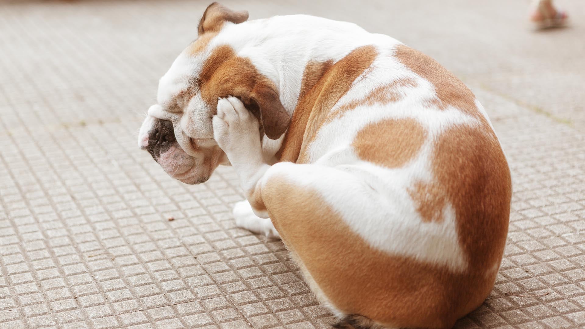 ¡Atención! Garrapatas y pulgas en invierno: ¿Son un problema?