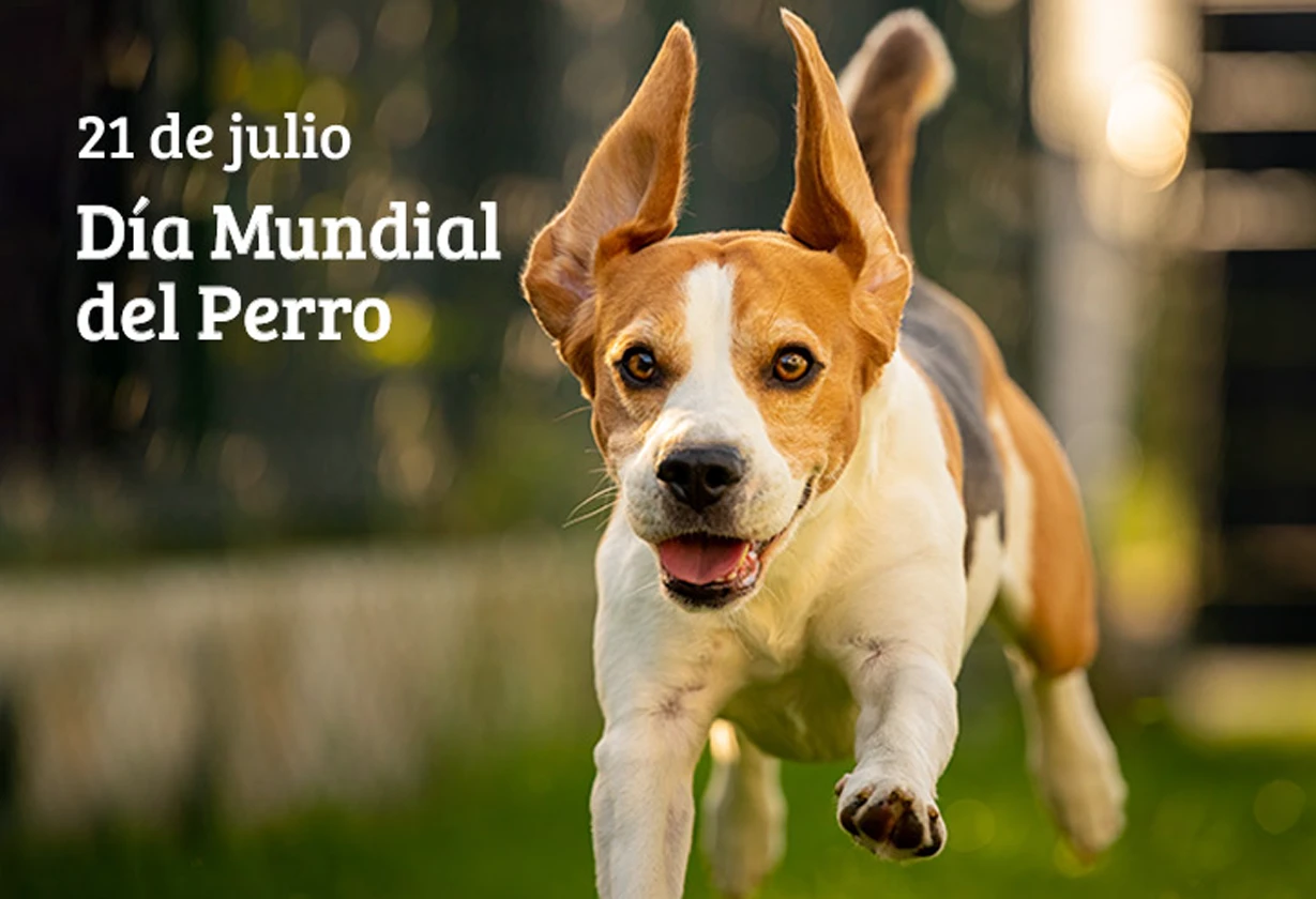 Recomendaciones por el Día del Perro en hogares con animales