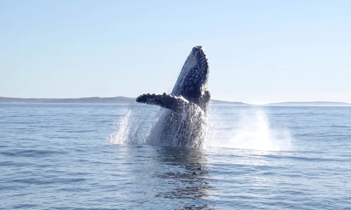 image preview(placeholder)