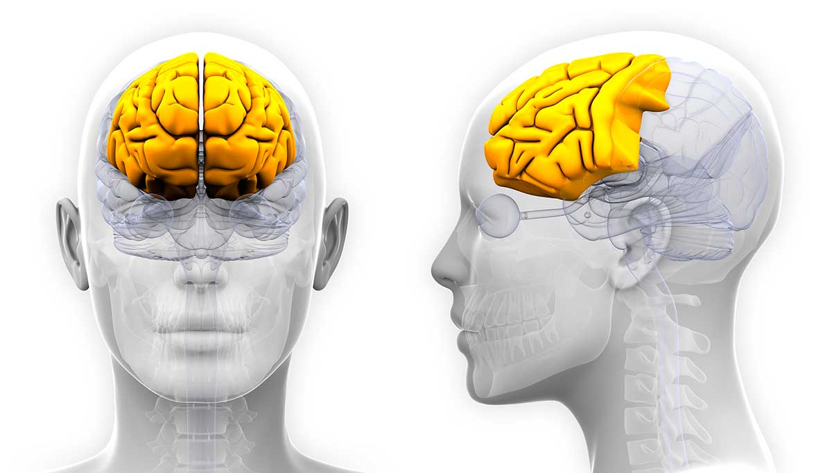 Cerebro humano: funciones de cada zona y su impacto