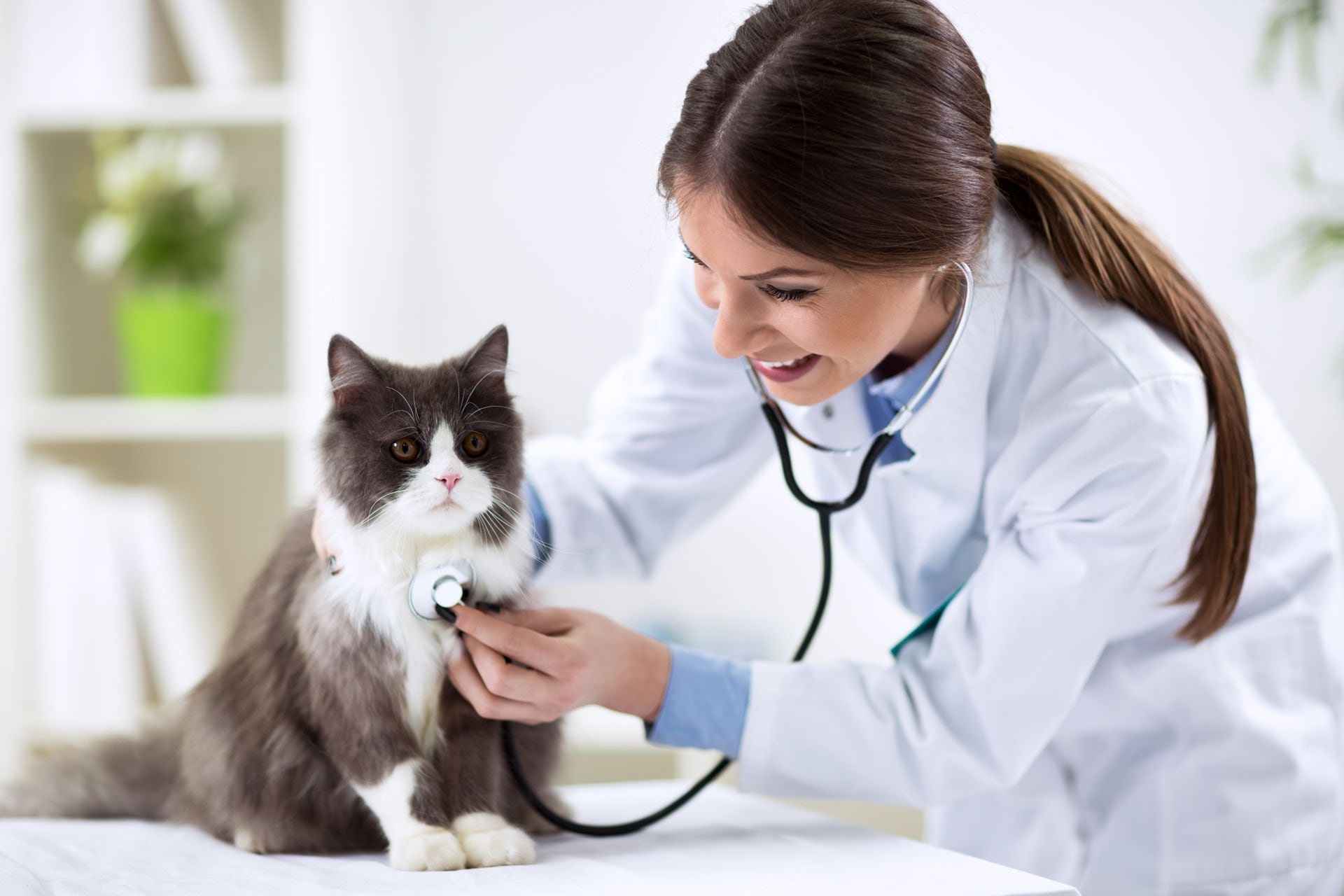 Día del Veterinario: protagonistas del bienestar y la prevención