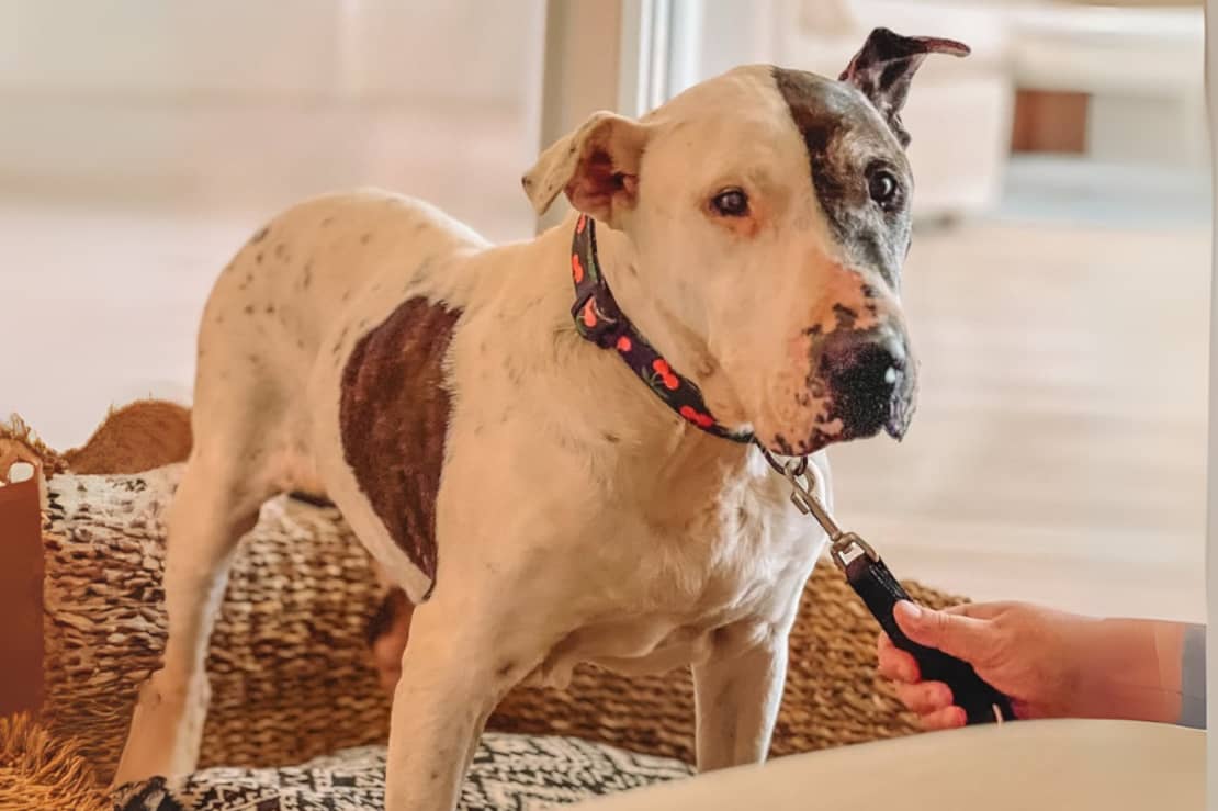 Thor, el perro que pasó 10 años en un refugio y hoy vive en un hotel de lujo