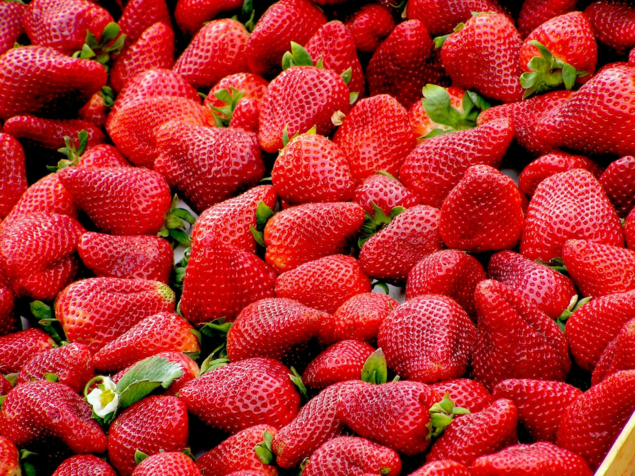 El INTA descubre una forma innovadora de conservar las frutas.