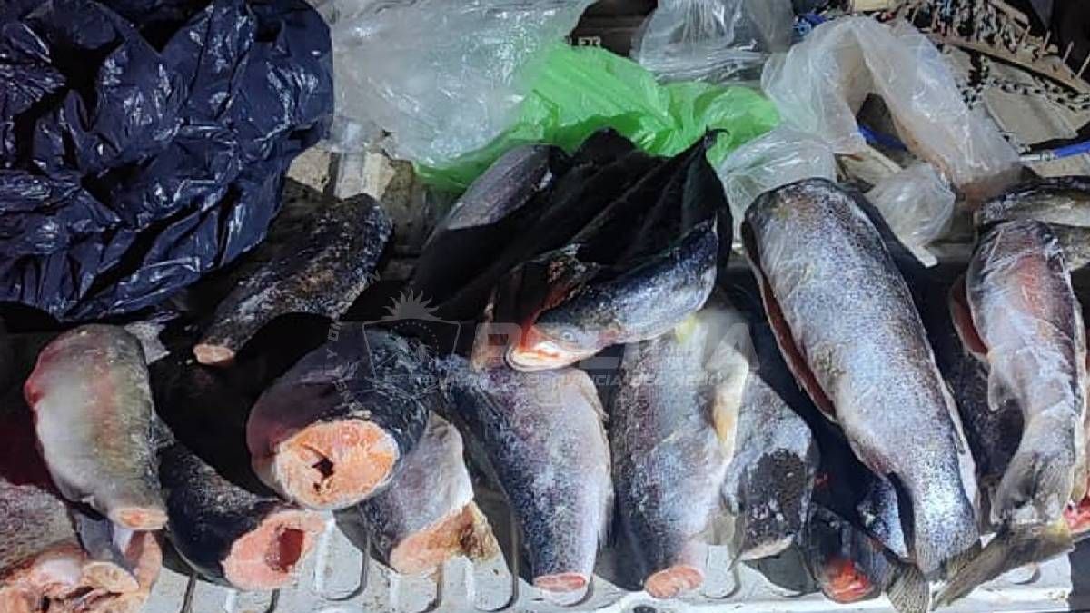Temporada de pesca en la Patagonia: qué está permitido antes de noviembre