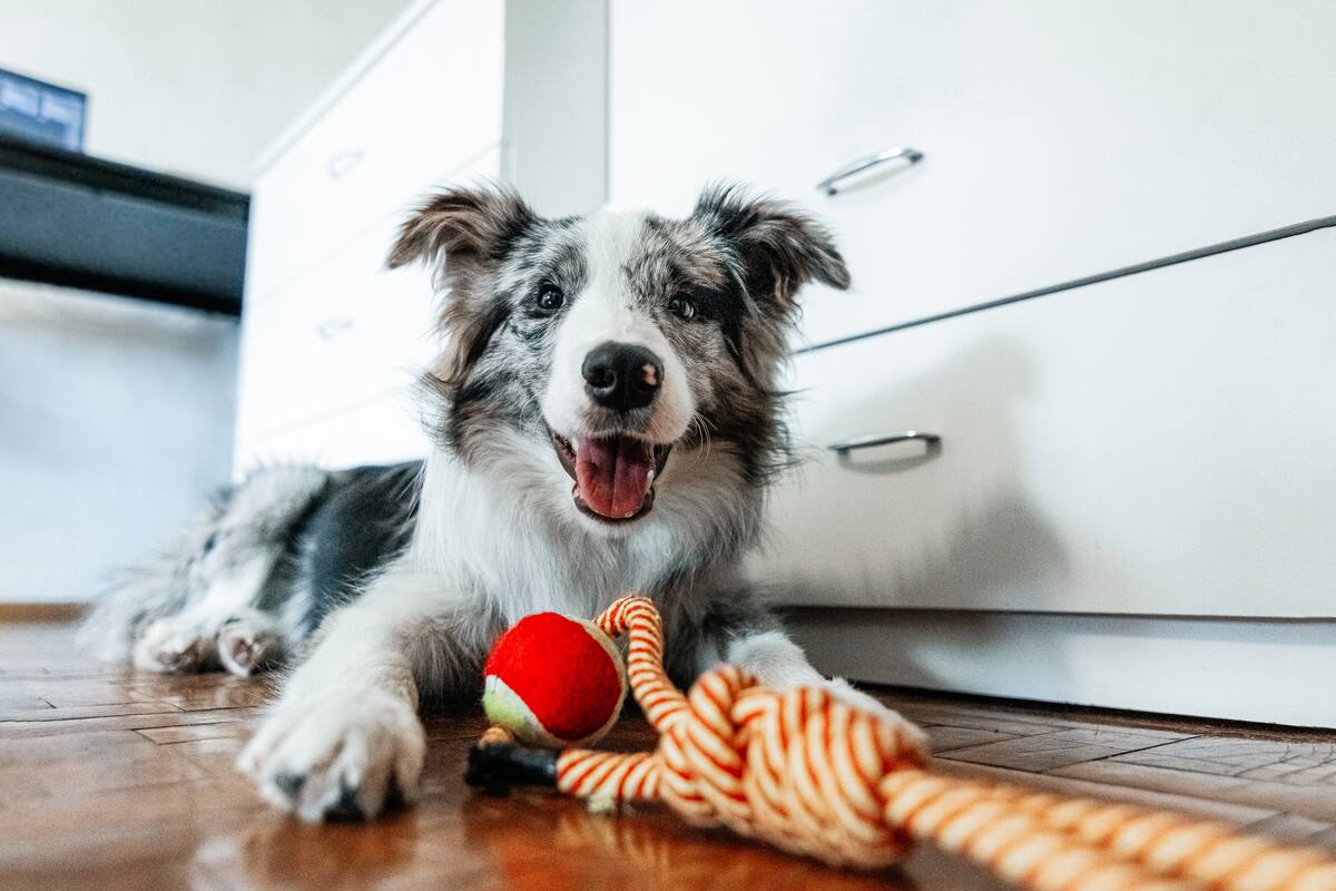 El experimento científico que se puede hacer en casa para saber si un perro es superdotado