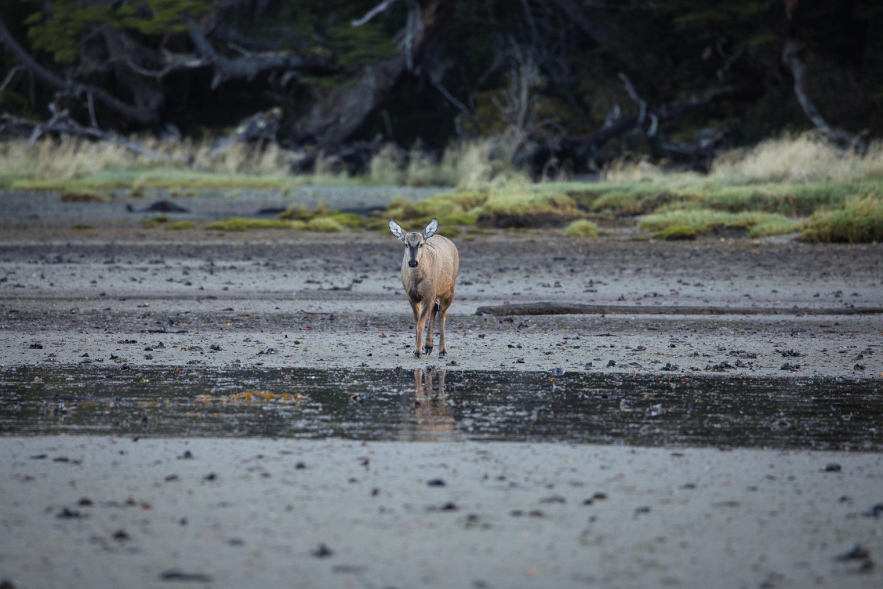 Regreso histórico: el huemul vuelve al Parque Nacional Lanín después de cuatro décadas