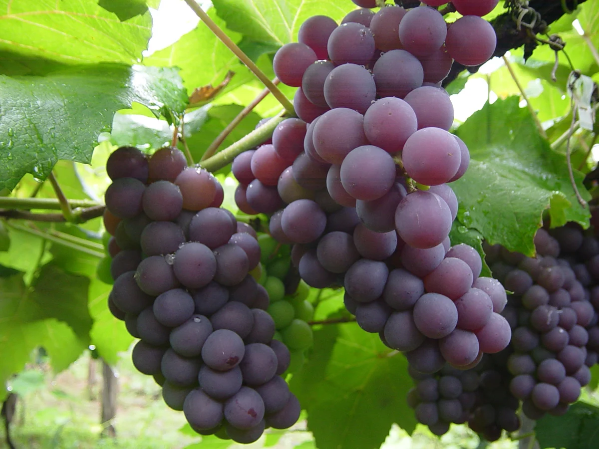 Cuál es la fruta que podría transformar la salud muscular, según un reciente estudio