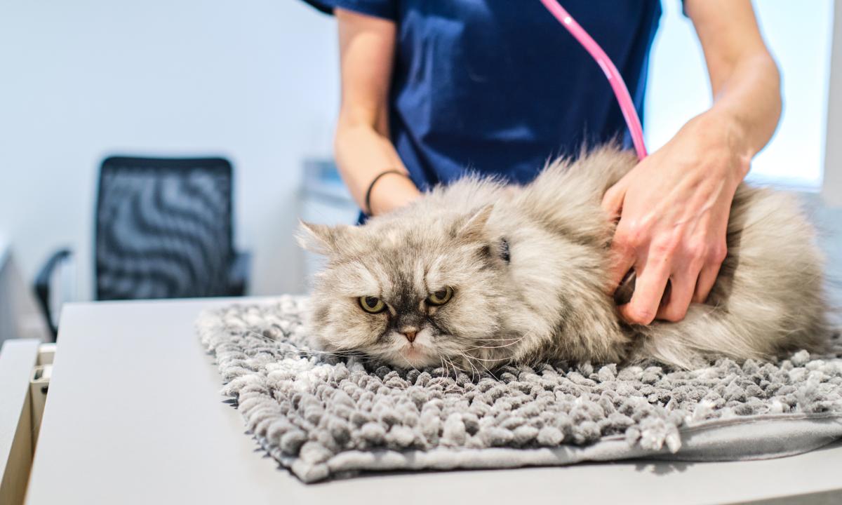 Los gatos también pueden contraer gripe aviar: qué debes saber