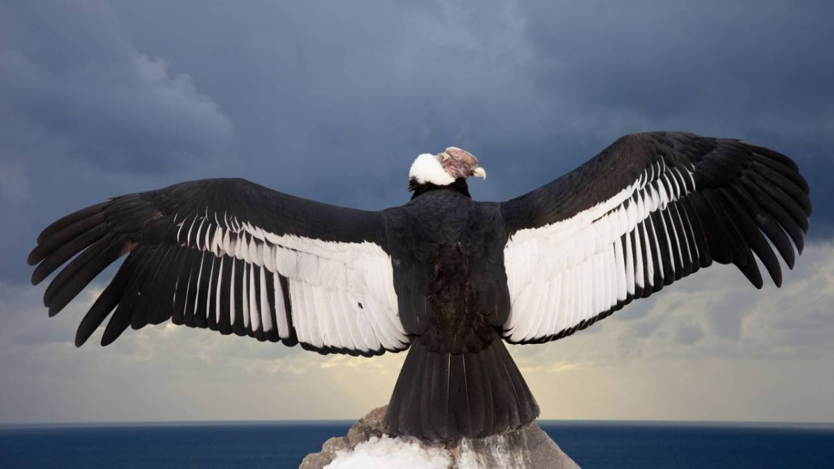 Cóndor andino: dónde se pueden hacer avistajes de esta especie clave para el equilibro del ecosistema