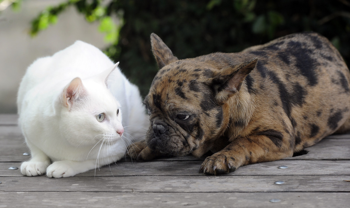 Guardería para perros y cuidado de gatos para las vacaciones: qué servicios ofrecen y cuánto salen