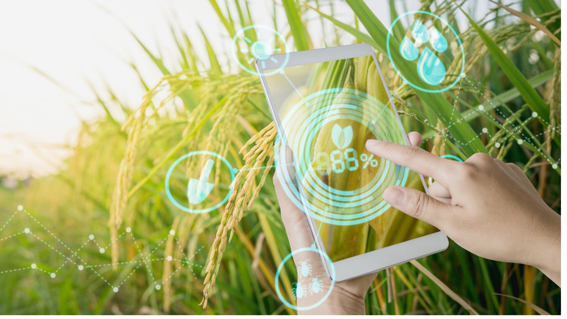 Revolución Verde en la Patagonia: La IA redefine la Agricultura en Invernaderos